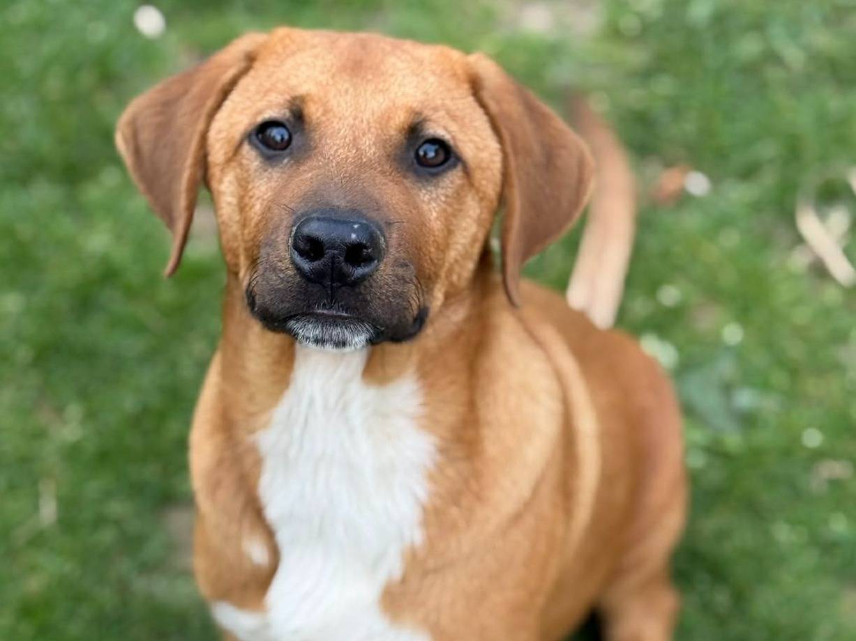 Vuoi adottare un cane a Firenze?