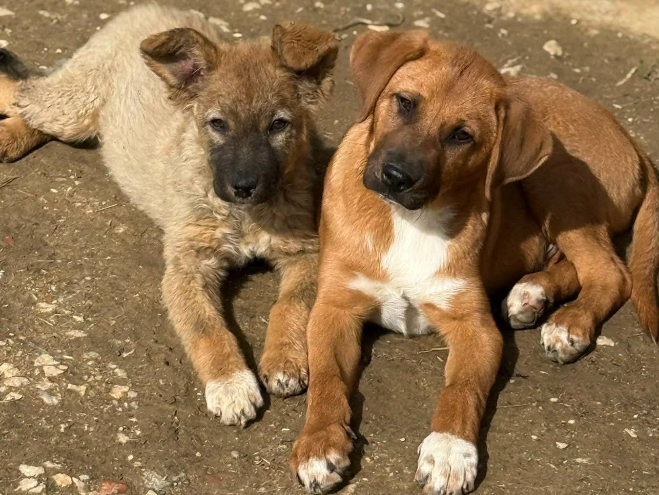Adotta il cane AZZUR a Firenze