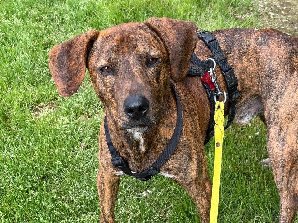 Adozione cane, maschio, Segugio Razza sconosciuta, 1 anno e 6 mesi, taglia media, Milano
