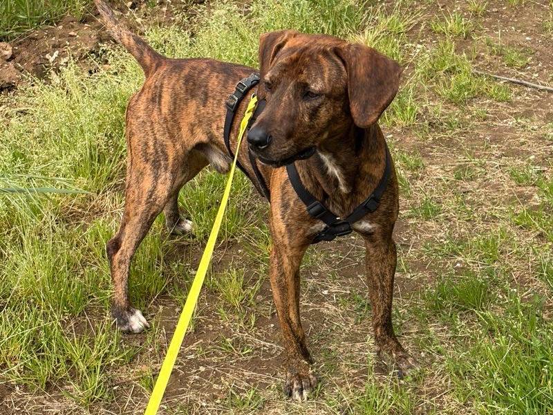 Adotta un cane, maschio, 1 anno e 6 mesi, Milano