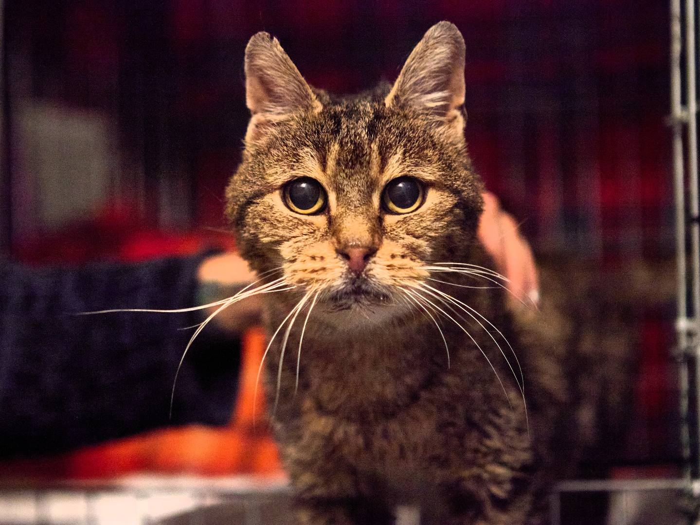Adozione gatto, maschio, Razza sconosciuta Razza sconosciuta, 13 anni e 3 mesi, taglia non valida, Milano