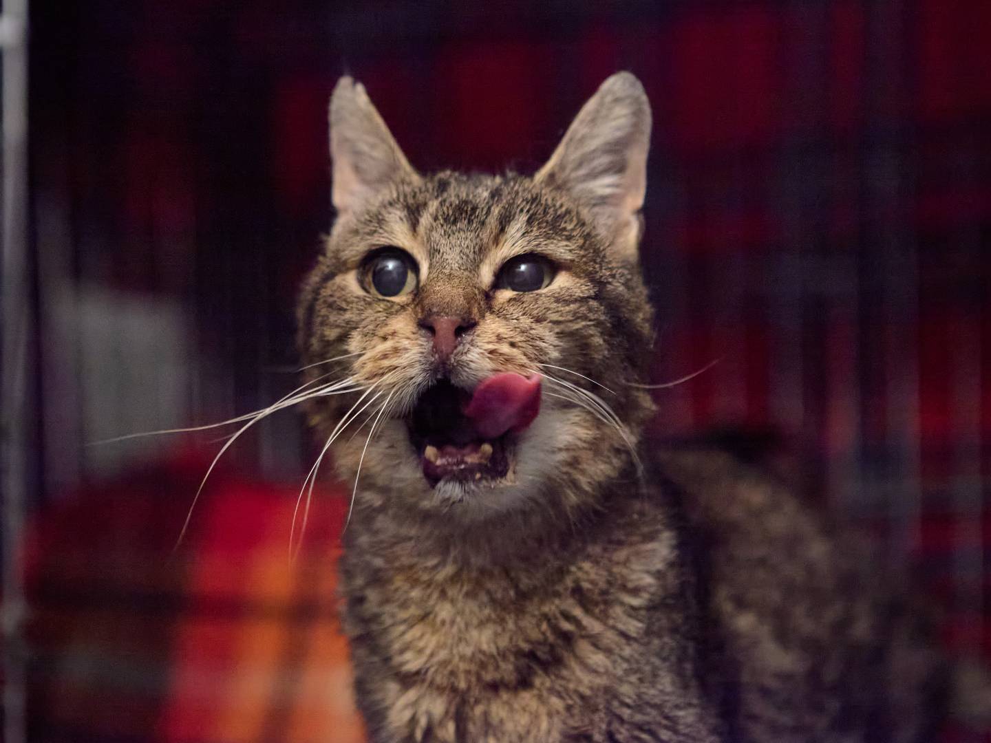 Adotta un gatto, taglia non valida, maschio, Milano