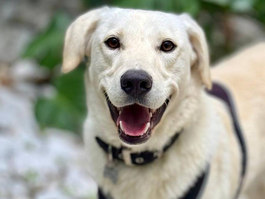 Adozione cane, maschio, Razza sconosciuta Razza sconosciuta, 1 anno e 4 mesi, taglia media, Cagliari