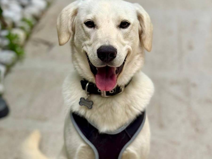 Adotta un cane, maschio, 1 anno e 4 mesi, Cagliari