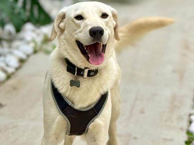 Adotta un cane, taglia media, maschio, Cagliari