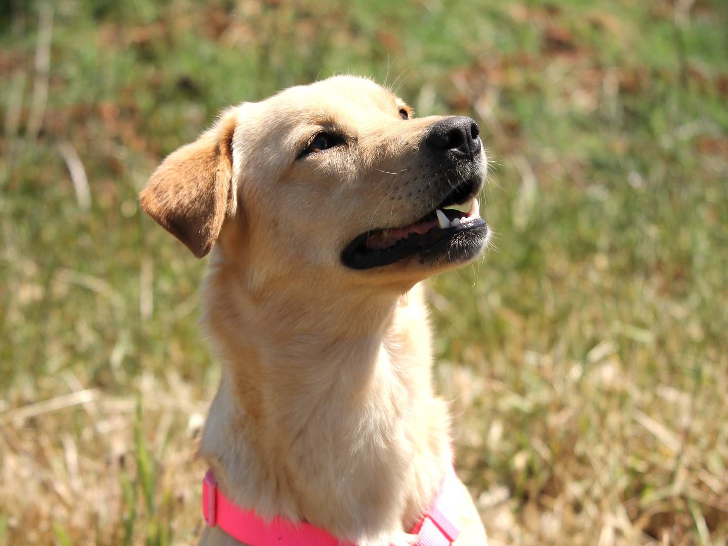 Adozione cane, femmina, Razza sconosciuta Razza sconosciuta, 2 anni, taglia media contenuta, Lecce
