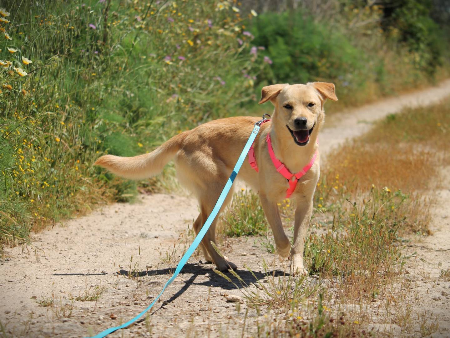 Adotta un cane, femmina, 2 anni, Lecce