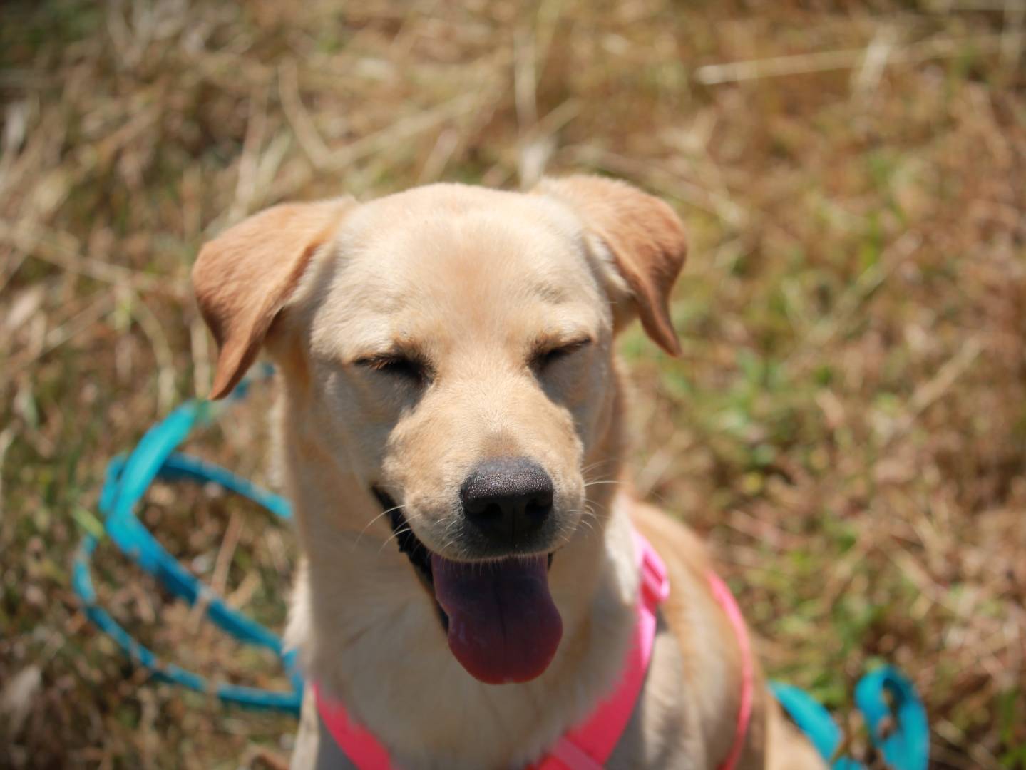 Adotta un cane, taglia media contenuta, femmina, Lecce
