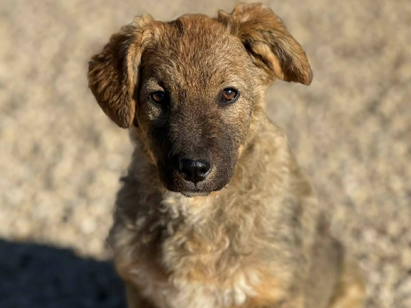Adotta un cane, femmina, 4 mesi, Firenze