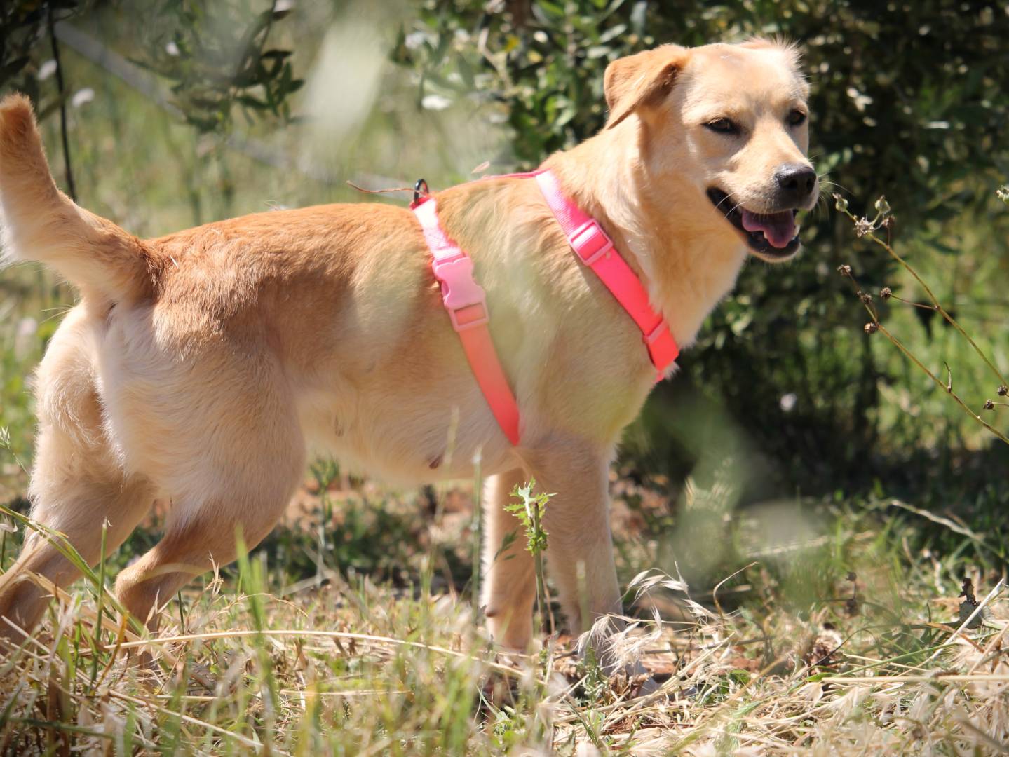 Adotta il cane Venerdì a Lecce