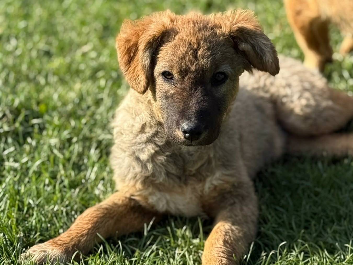 Vuoi adottare un cane a Firenze?