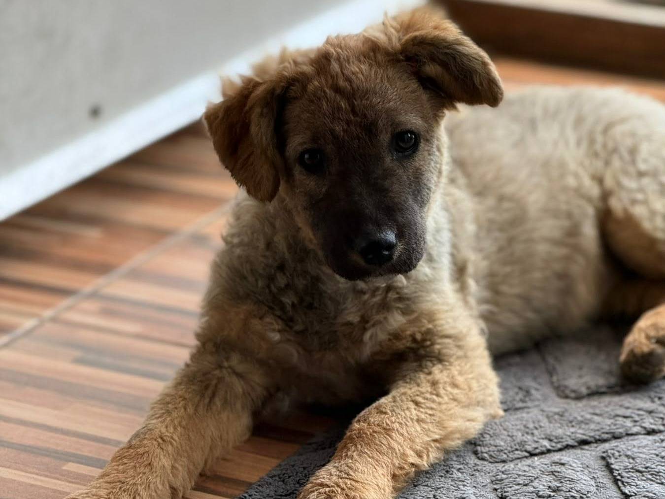 Adotta un cane, taglia media, femmina, Firenze