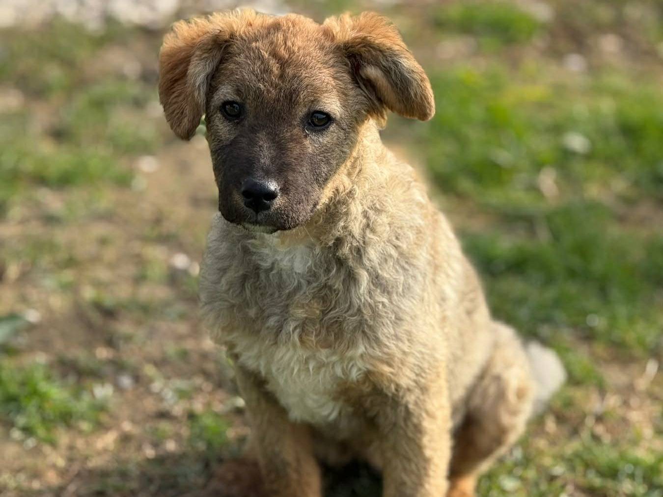 Adozione cane, femmina, Razza sconosciuta Razza sconosciuta, 4 mesi, taglia media, Firenze