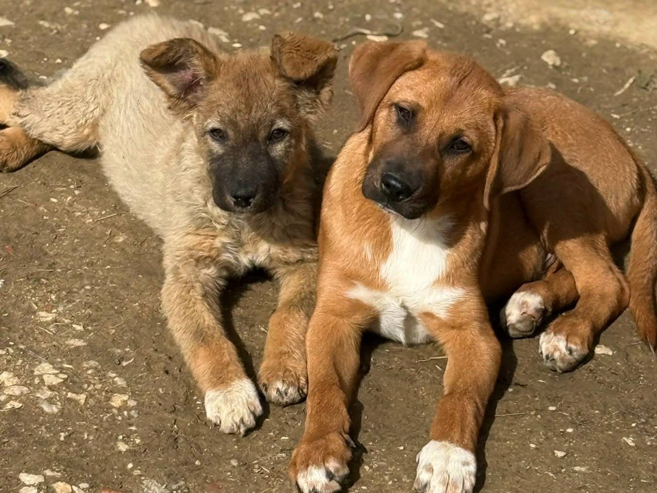 Adotta il cane AZRA a Firenze