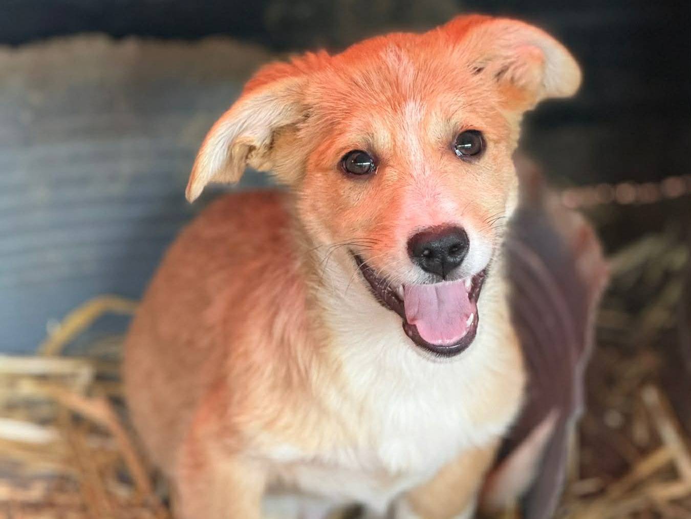 Vuoi adottare un cane a Firenze?