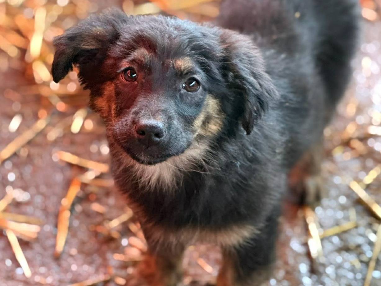 Adotta un cane, taglia media contenuta, femmina, Firenze