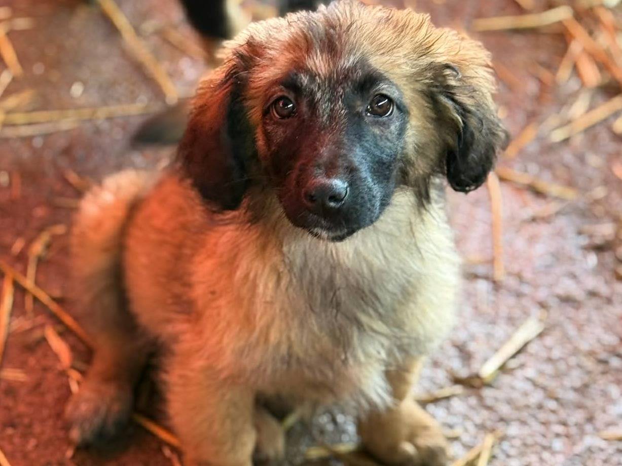 Adotta un cane, femmina, 3 mesi, Firenze