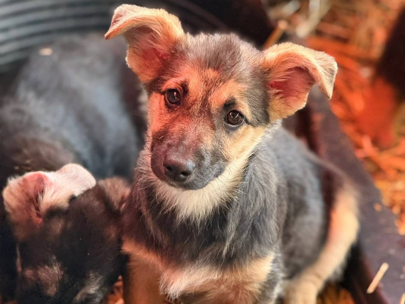 Adozione cane, femmina, Razza sconosciuta Razza sconosciuta, 3 mesi, taglia media contenuta, Firenze