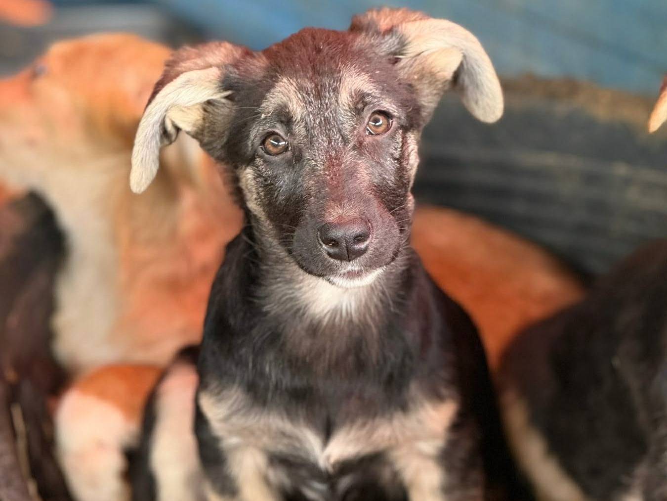 Adotta il cane V PUPPIES a Firenze