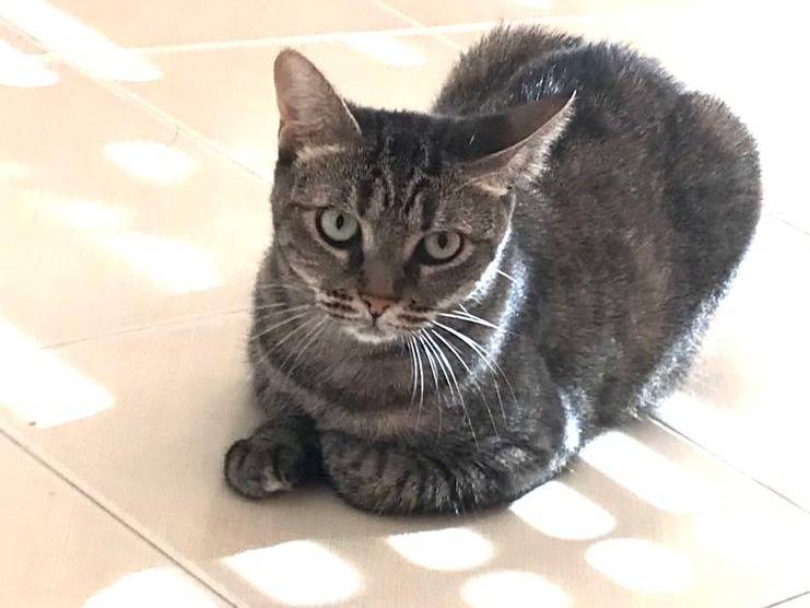 Adotta un gatto, femmina, 6 anni e 4 mesi, Milano