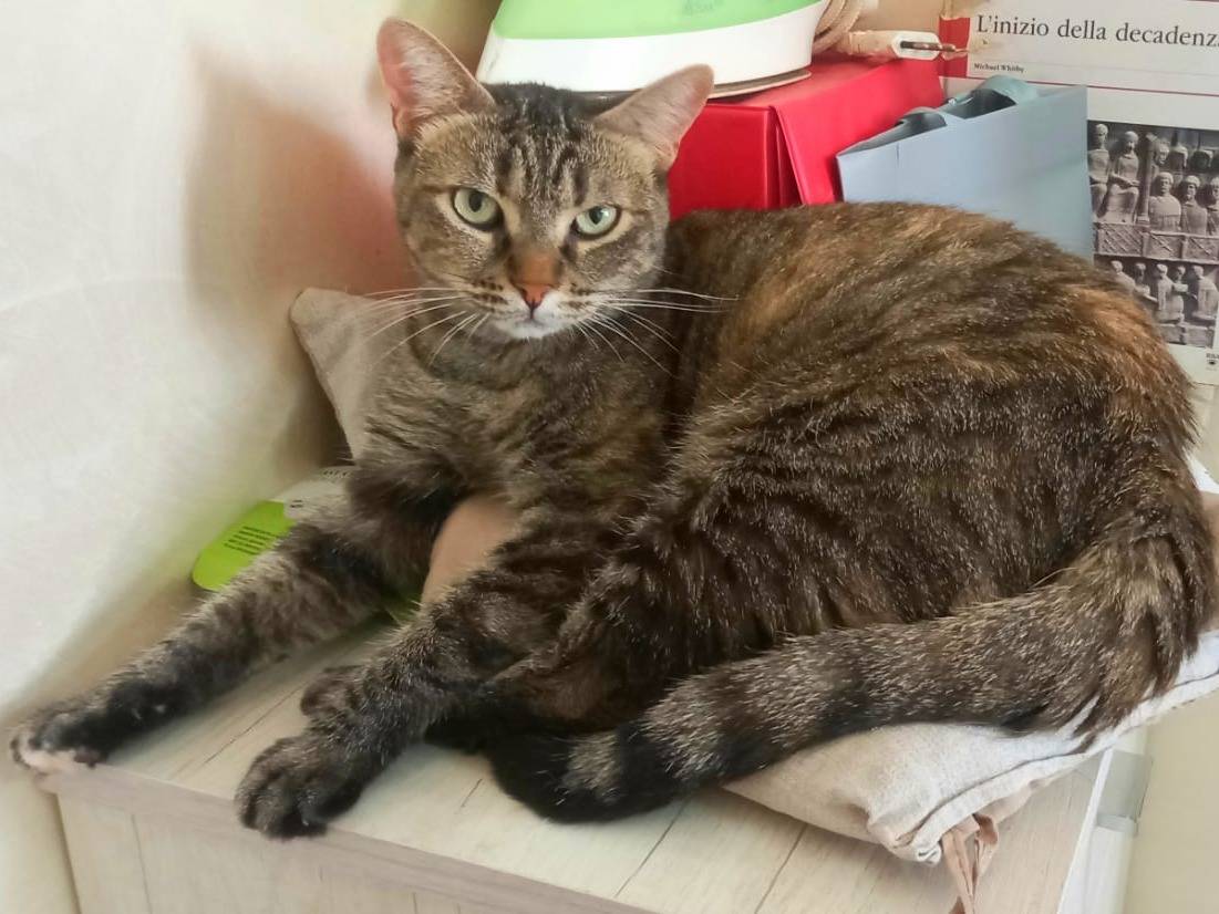 Adotta un gatto, taglia non valida, femmina, Milano