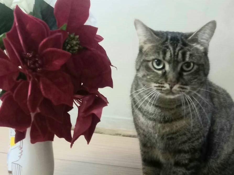 Vuoi adottare un gatto a Milano?