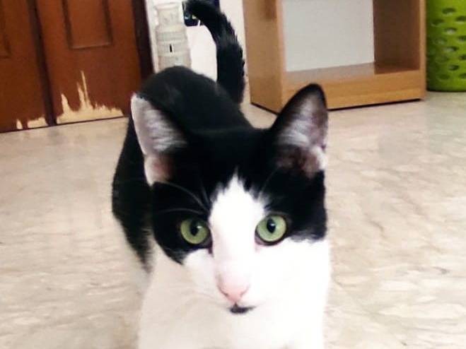 Adotta un gatto, taglia non valida, maschio, Milano