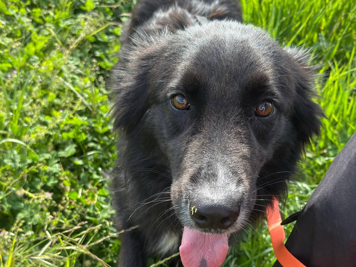 Adozione cane, maschio, Razza sconosciuta Razza sconosciuta, 1 anno e 5 mesi, taglia grande, Milano