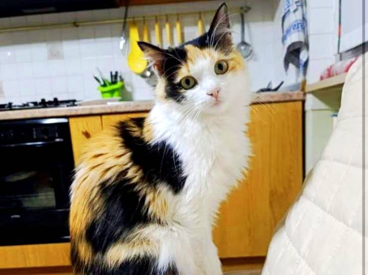 Adozione gatto, femmina, Razza sconosciuta Razza sconosciuta, 1 anno e 4 mesi, taglia non valida, Teramo