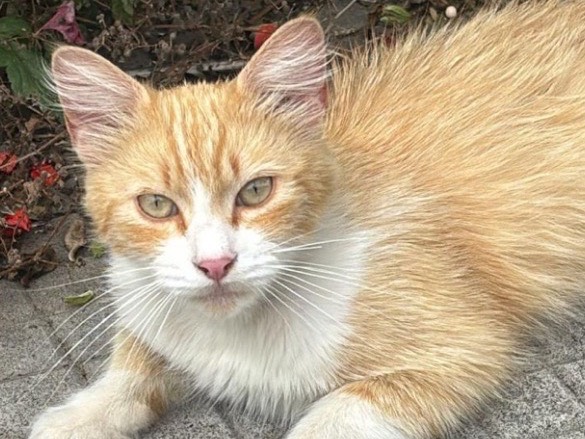 Adozione gatto, maschio, Razza sconosciuta Razza sconosciuta, 4 mesi, taglia non valida, Napoli
