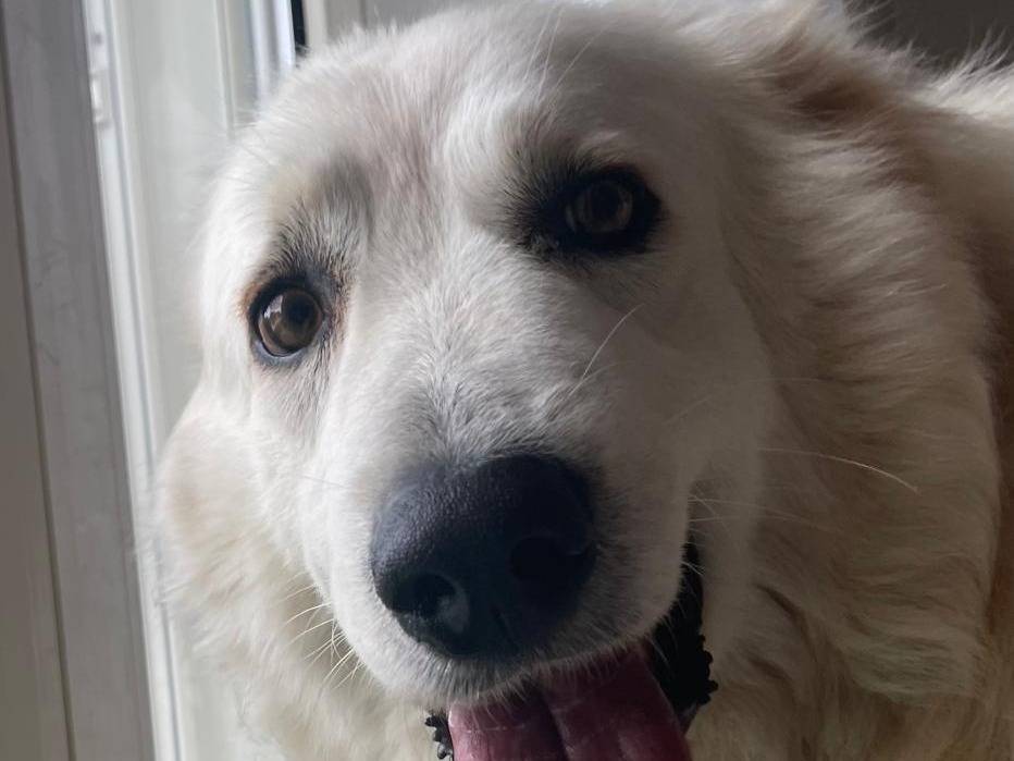 Adotta un cane, maschio, 1 anno e 2 mesi, Cosenza