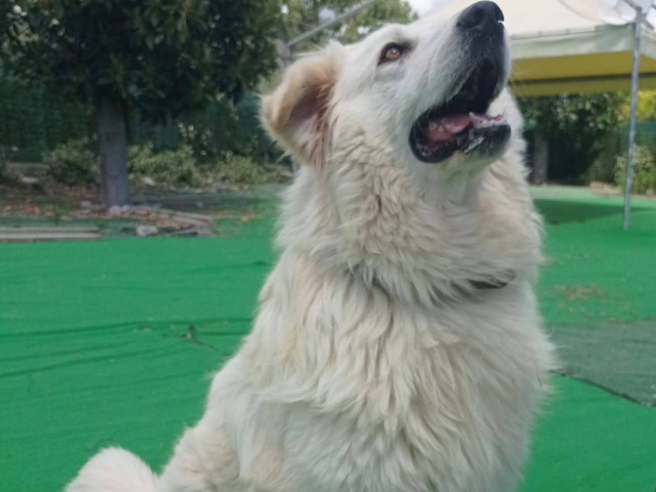 Adotta un cane, taglia gigante, maschio, Cosenza