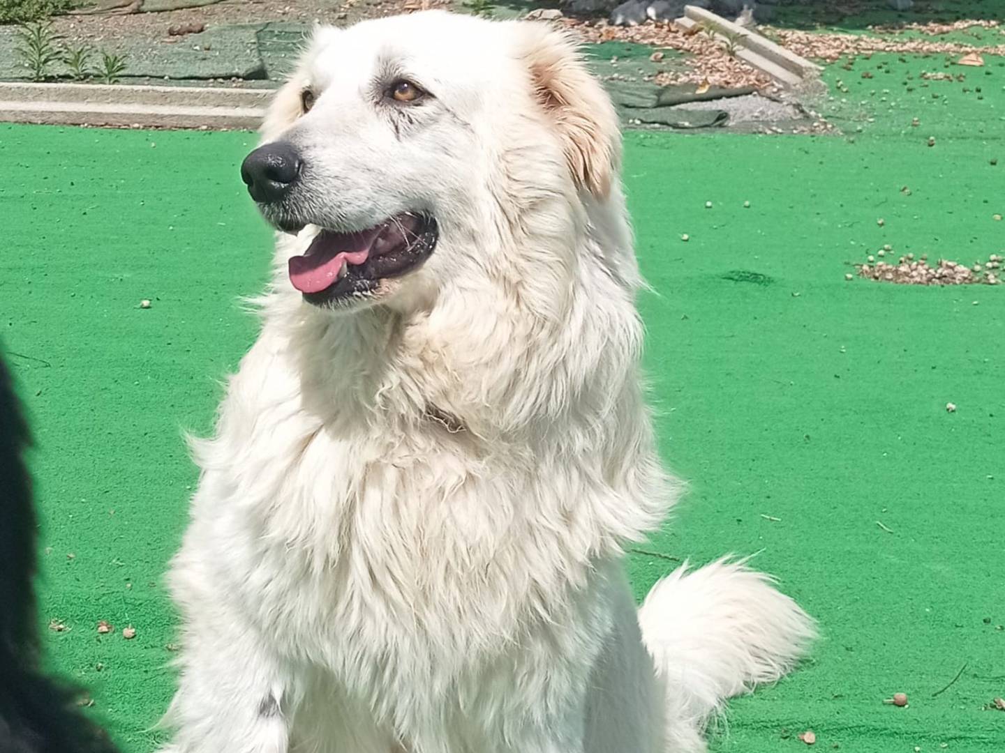 Vuoi adottare un cane a Cosenza?