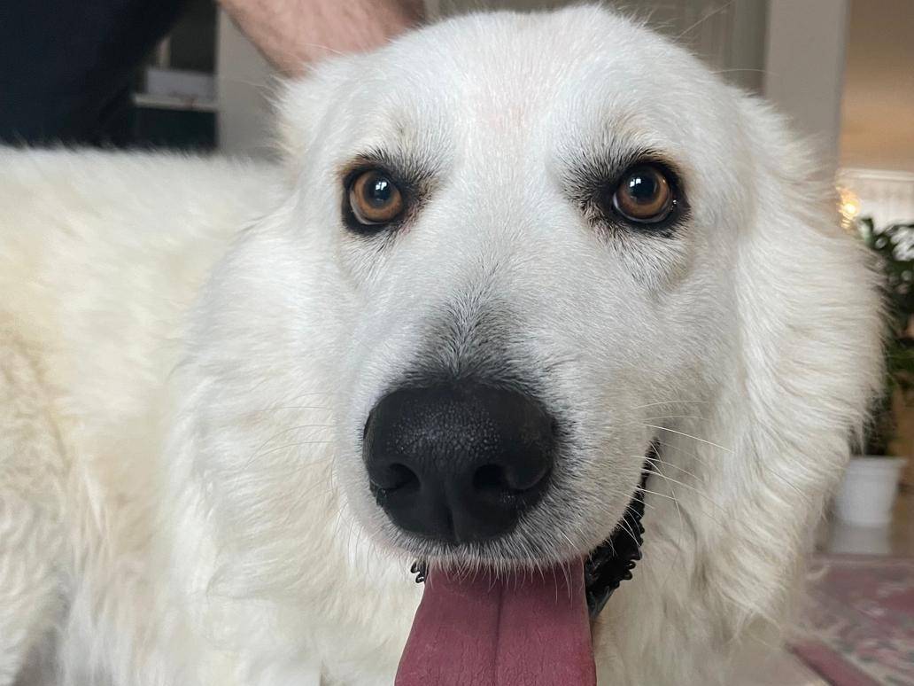 Adotta il cane Fiocco a Cosenza