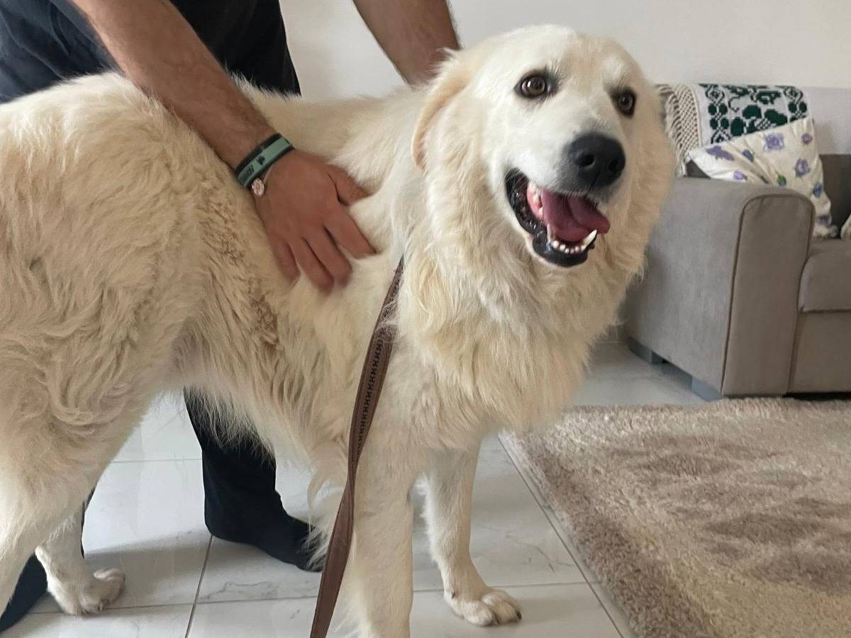 Adozione cane, maschio, Pastore maremmano Razza sconosciuta, 1 anno e 2 mesi, taglia gigante, Cosenza