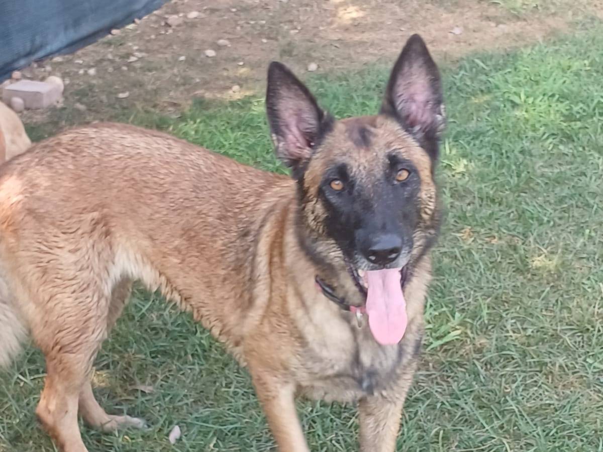 Adozione cane, femmina, Razza sconosciuta Razza sconosciuta, 8 anni e 3 mesi, taglia media, Mantova