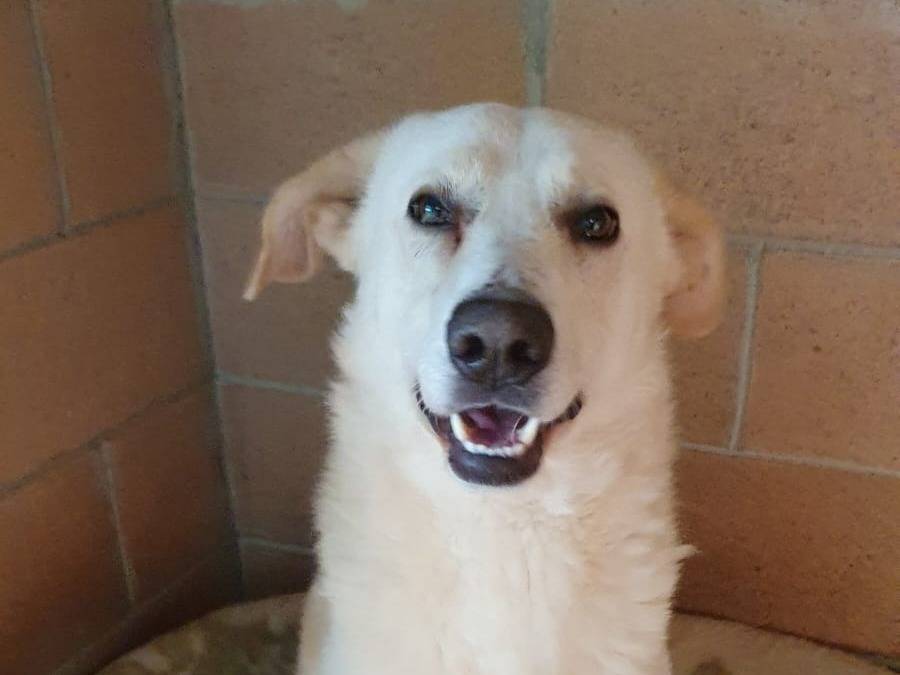 Adotta un cane, maschio, 4 anni e 7 mesi, Monza