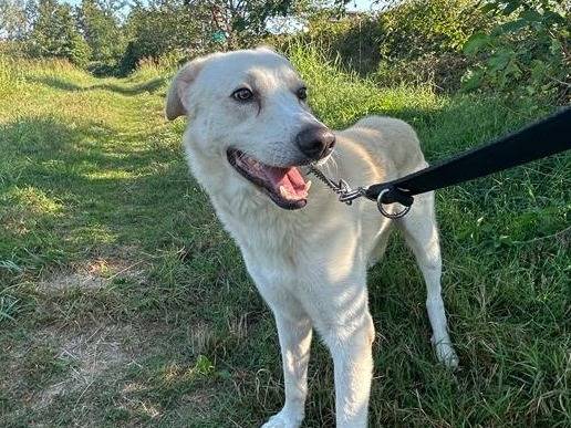 Adotta un cane, taglia media, maschio, Monza