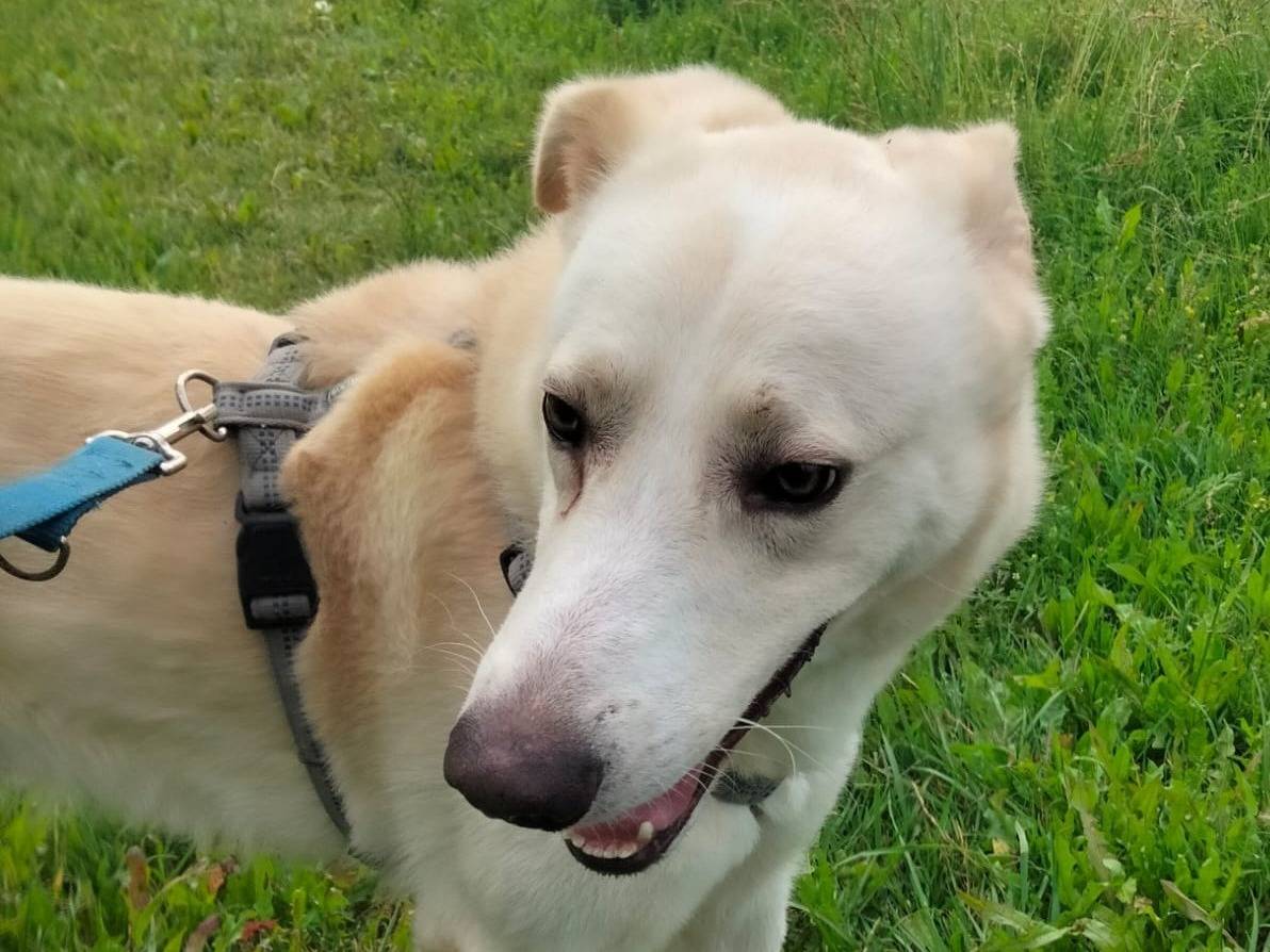 Vuoi adottare un cane a Monza?