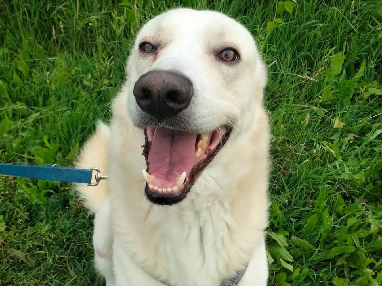 Adotta il cane Oliver a Monza