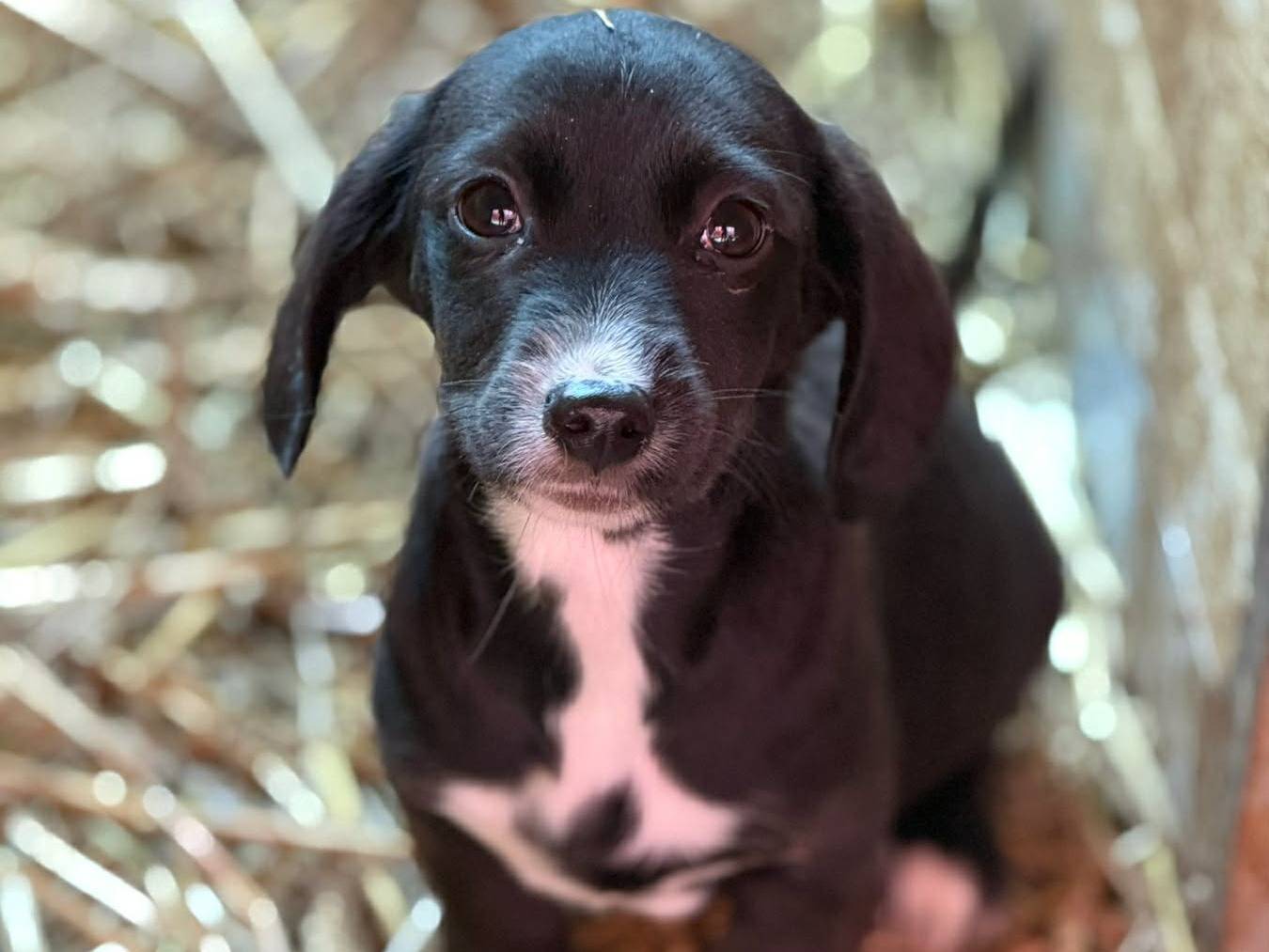 Adotta un cane, taglia piccola, femmina, Firenze