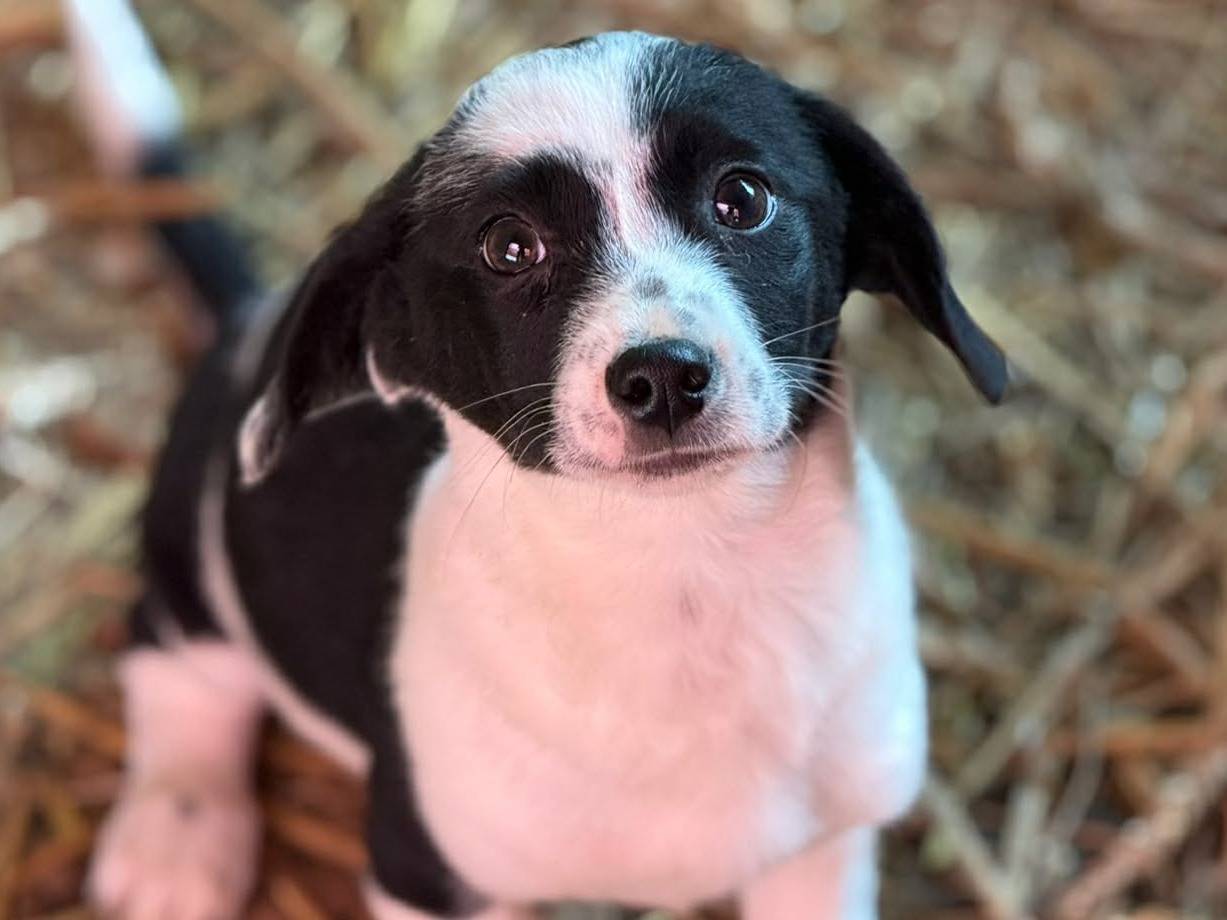 Adotta un cane, femmina, 3 mesi, Firenze