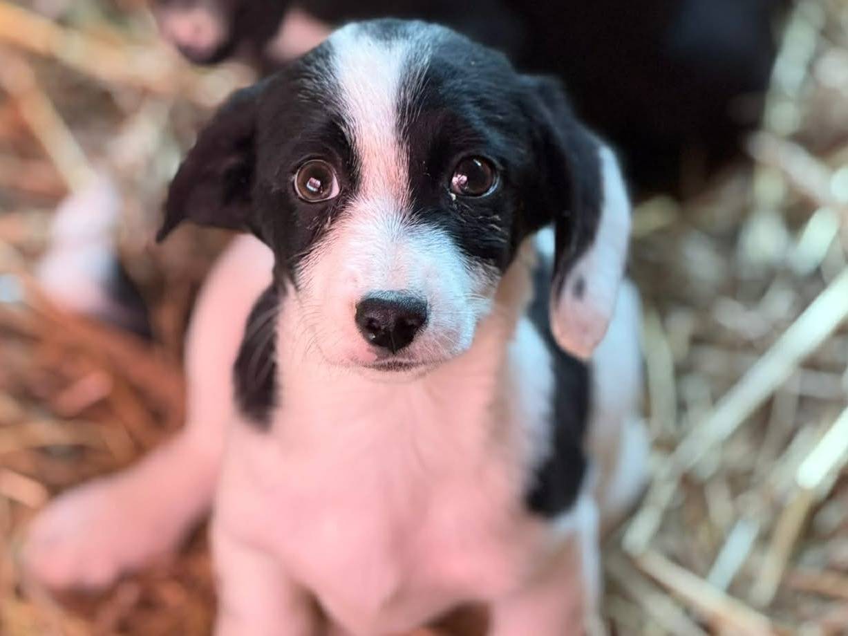 Adozione cane, femmina, Razza sconosciuta Razza sconosciuta, 3 mesi, taglia piccola, Firenze
