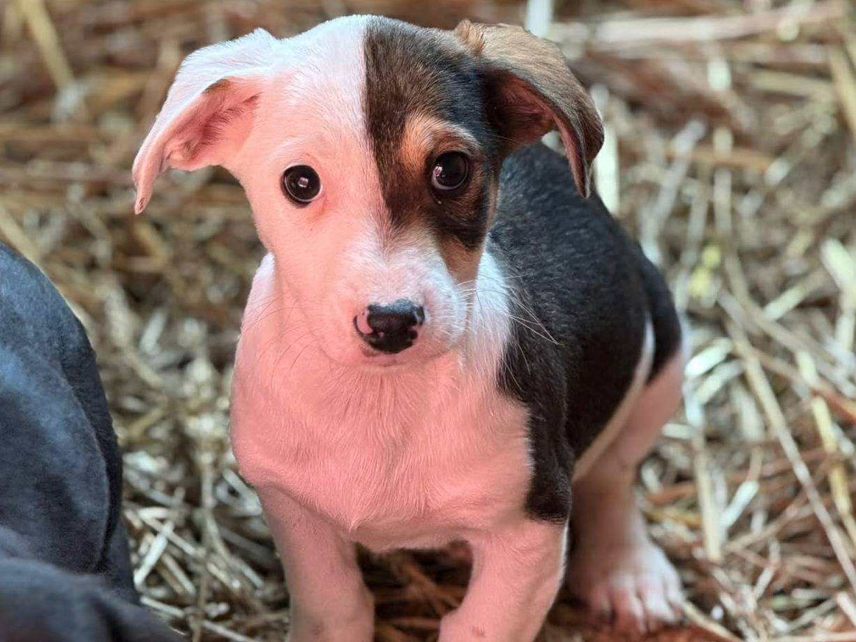 Vuoi adottare un cane a Firenze?