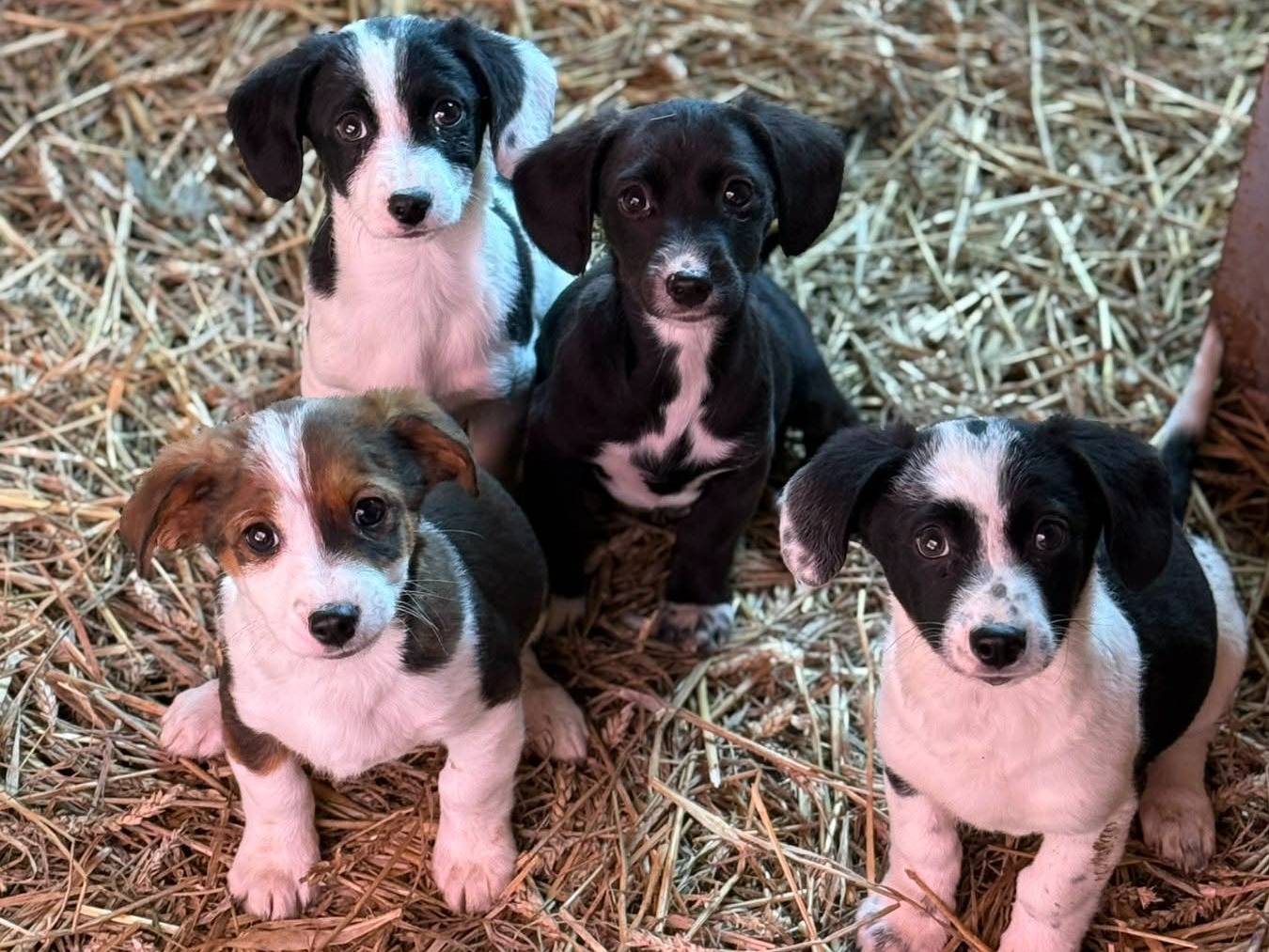 Adotta il cane FANA FRIDA FLORA FAN a Firenze