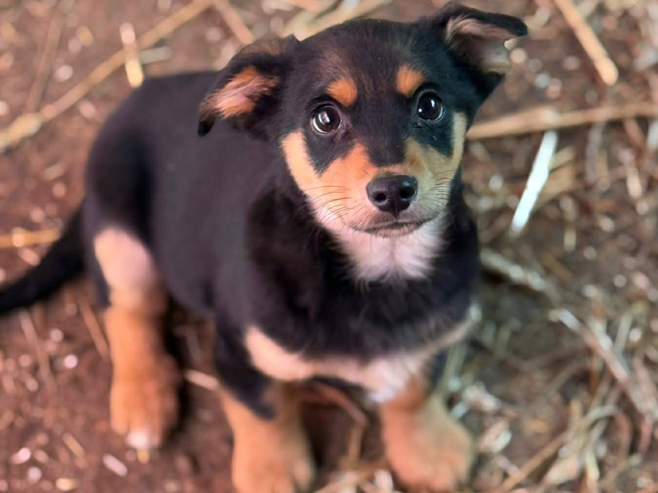 Adozione cane, maschio, Razza sconosciuta Razza sconosciuta, 3 mesi, taglia piccola, Firenze