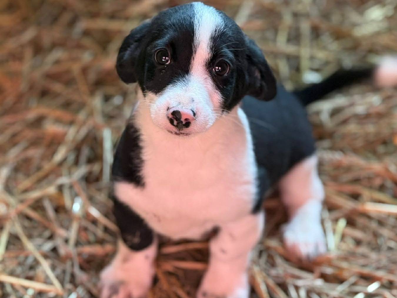 Adotta un cane, taglia piccola, maschio, Firenze