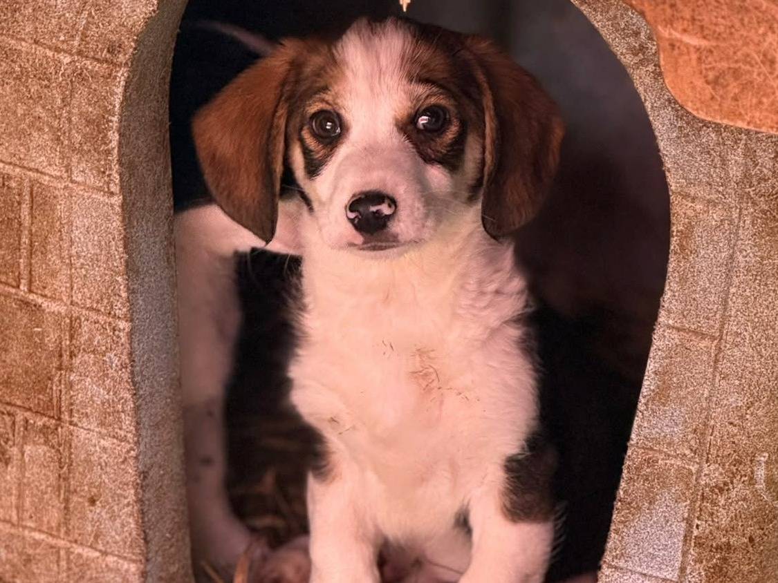 Vuoi adottare un cane a Firenze?