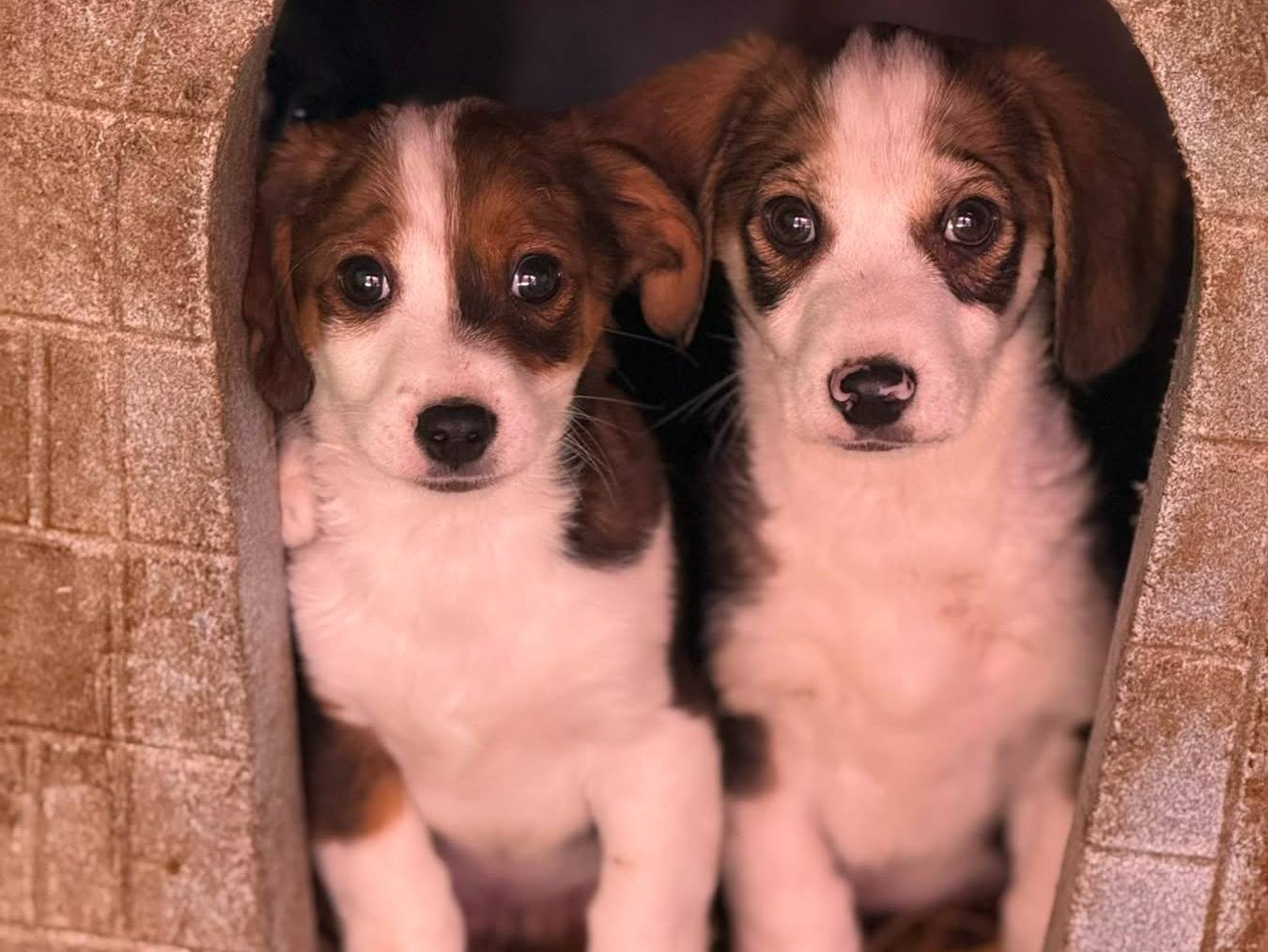 Adotta il cane FELIX FIGO FRODO FLEKI a Firenze