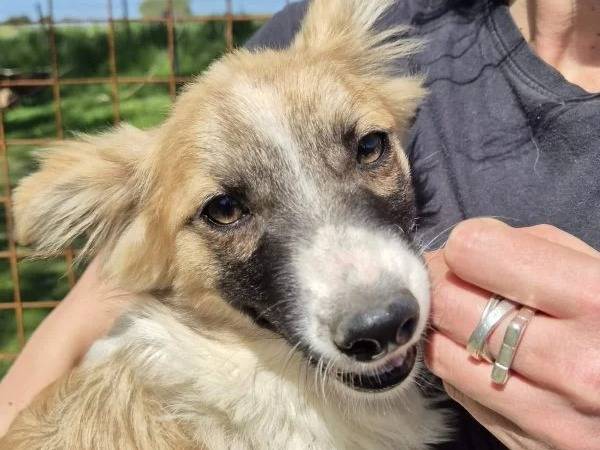 Adotta un cane, femmina, 6 mesi, Roma